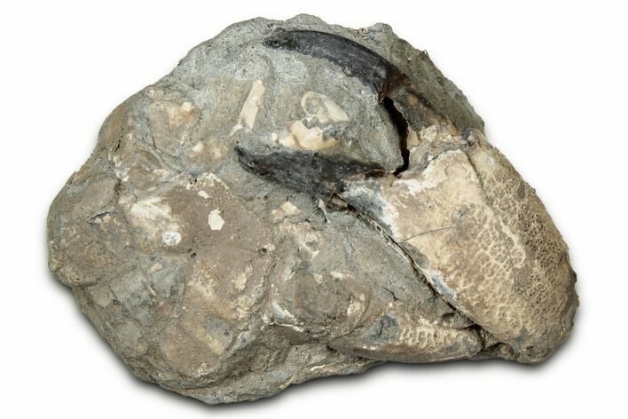 Eocene Fossil Crab (Pulalius) Pincer Leg - Washington State #345527